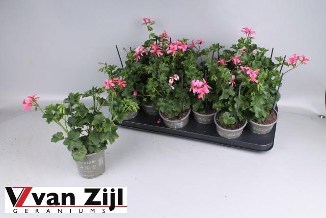 <h4>PEL PELT BALKON ROSE</h4>