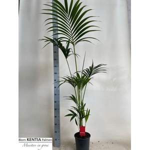 HOWEA FORSTERIANA
