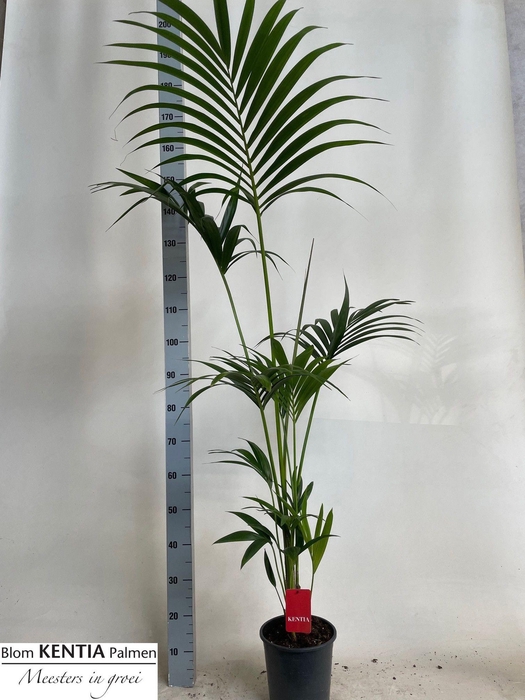 <h4>HOWEA FORSTERIANA</h4>