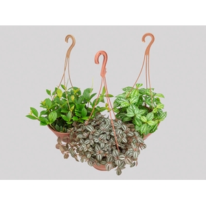 PILEA C21 VARIADO