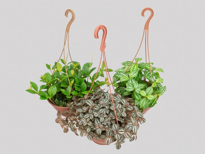<h4>PILEA C21 VARIADO</h4>