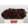 Leucadendron Saf Sunset Dark R.