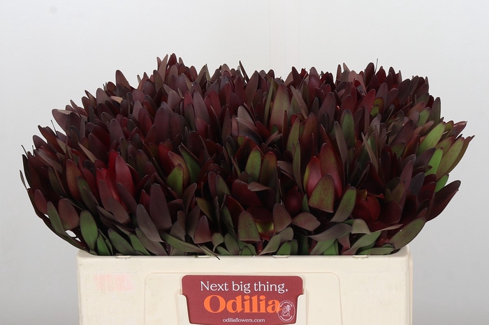 <h4>Leucadendron Saf Sunset Dark R.</h4>