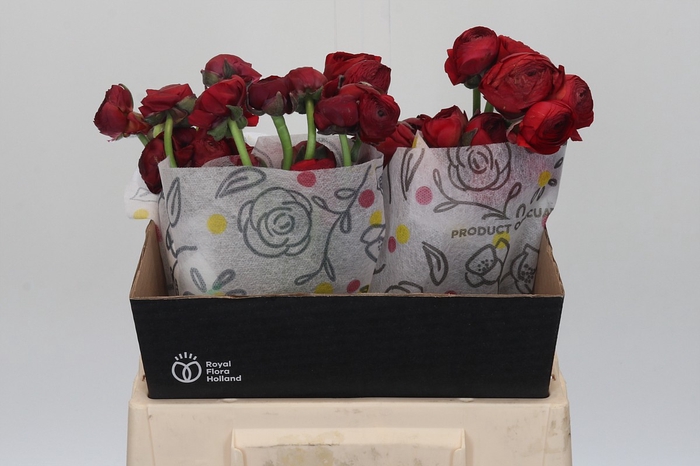 <h4>Ranunculus Elegance Red</h4>