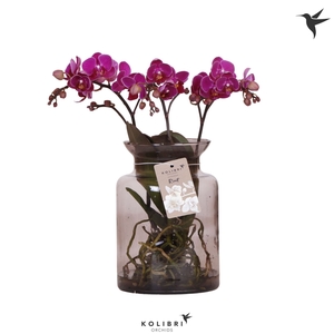 Phalaenopsis overig paars (meerdere