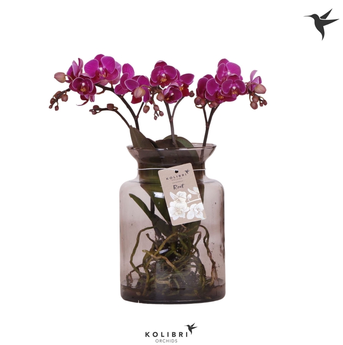<h4>Phalaenopsis overig paars (meerdere</h4>