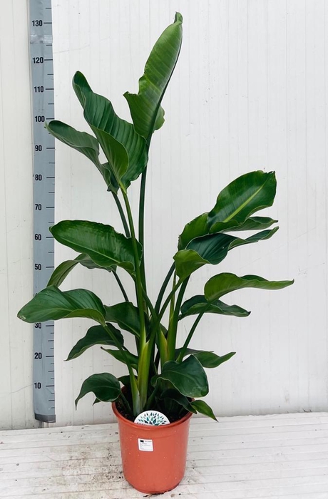 <h4>STRELITZIA NICOLAI</h4>