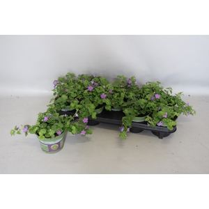 Bacopa Blue