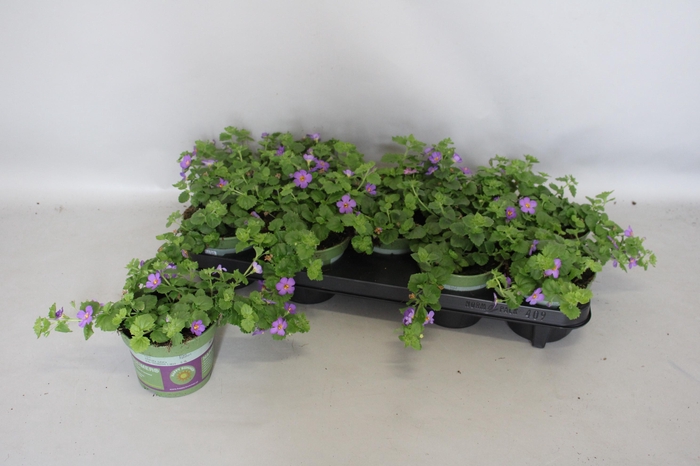 <h4>Bacopa Blue</h4>