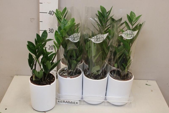 <h4>ZAMIO ZAMIIFOLIA</h4>