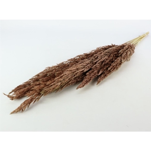 Bunch Pampas Grass 8 Pcs Slv L120