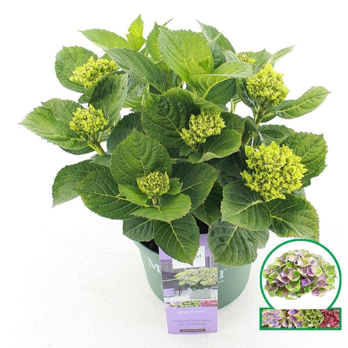 <h4>Hydrangea macrophylla overig</h4>