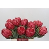 Protea Venus
