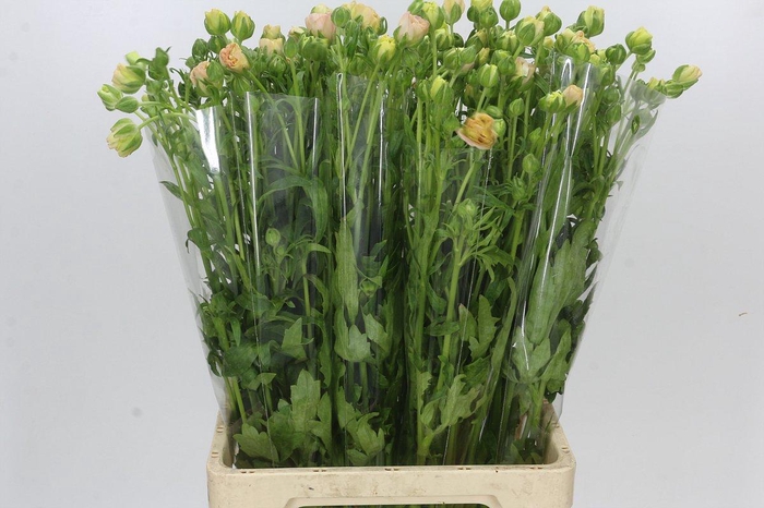 Ranunculus Magical Mascarpone