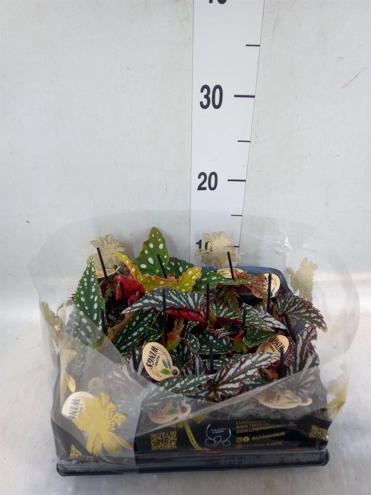 <h4>Begonia BD   ...</h4>