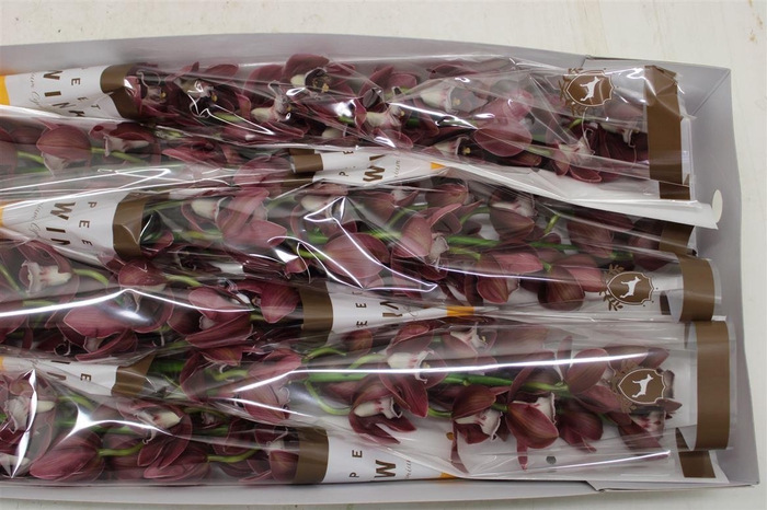 <h4>Cymb Tak Hades</h4>