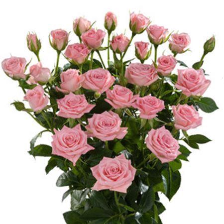 <h4>R Tr Odilia</h4>