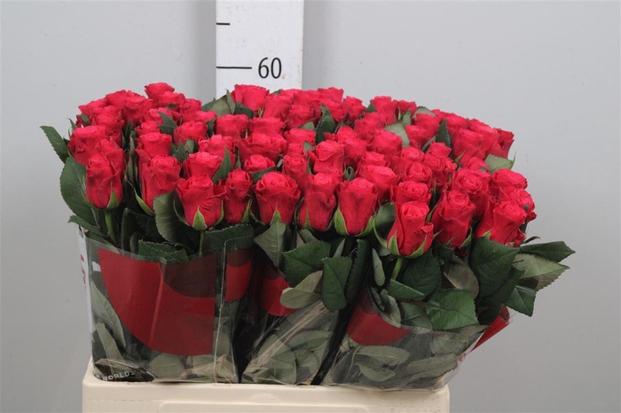 <h4>R Gr Tacazzi+</h4>