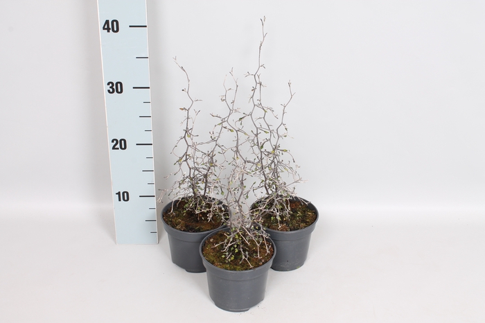 Overig 12 cm Corokia