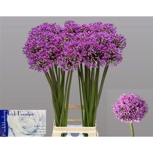 Allium Statos