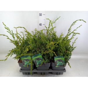 Juniperus chinensis 'Blue Alps'