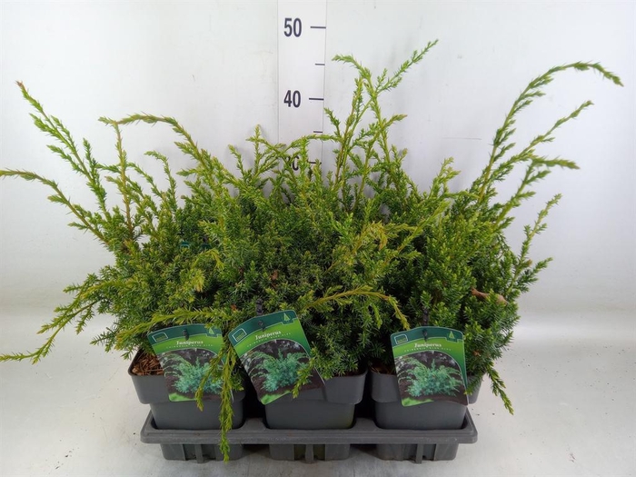 <h4>Juniperus chinensis 'Blue Alps'</h4>