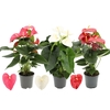 Anthurium 17 cm 3 color mix in transparant sleeve