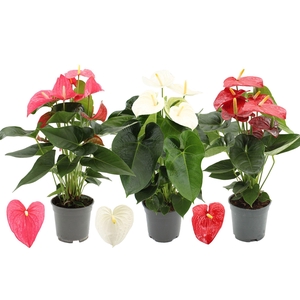 Anthurium 17 cm 3 color mix in transparant sleeve
