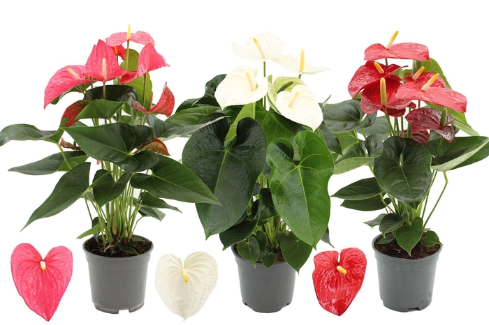 Anthurium 17 cm 3 color mix in transparant sleeve