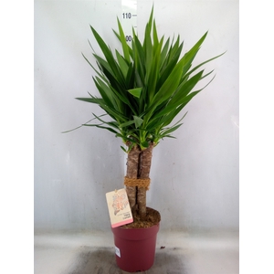 Yucca elephantipes   ...
