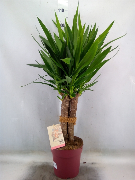 <h4>Yucca elephantipes   ...</h4>