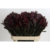 Leucadendron Saf Sunset Dark R.