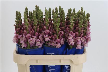 <h4>Antir Poto Lavendel</h4>