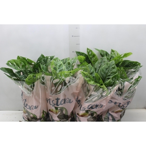 MONSTERA OBLIQUA ADANSONII P15