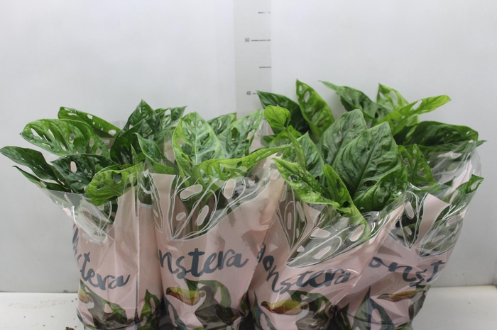 <h4>MONSTERA OBLIQUA ADANSONII P15</h4>