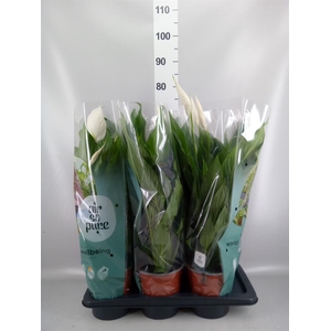 Spathiphyllum  'Bingo Cupido'
