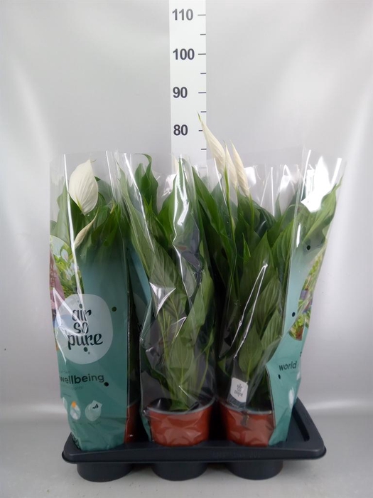 <h4>Spathiphyllum  'Bingo Cupido'</h4>