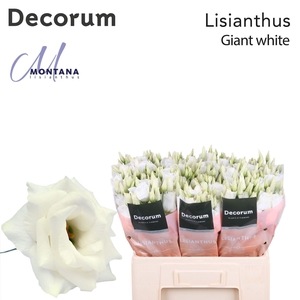 Lisianthus Giant white 60cm