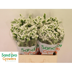 LIM S GLACIER TROPHY