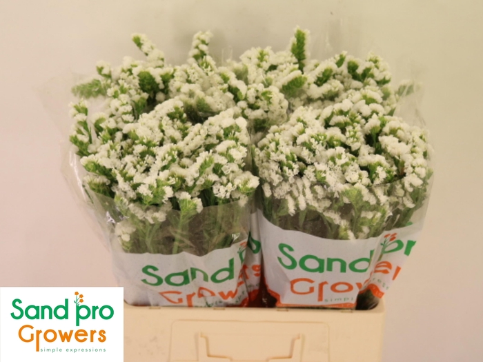 <h4>LIM S GLACIER TROPHY</h4>