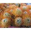 Leucospermum Ayoba Sun