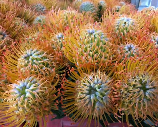 Leucospermum Ayoba Sun