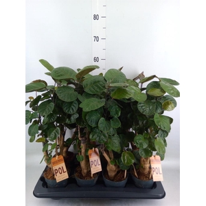 Polyscias scutellaria 'Fabian'