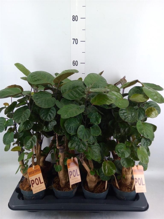 <h4>Polyscias scutellaria 'Fabian'</h4>