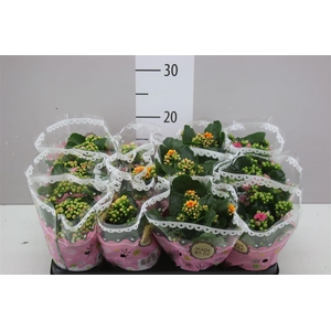 Kalanchoe Calandiva Mix Special