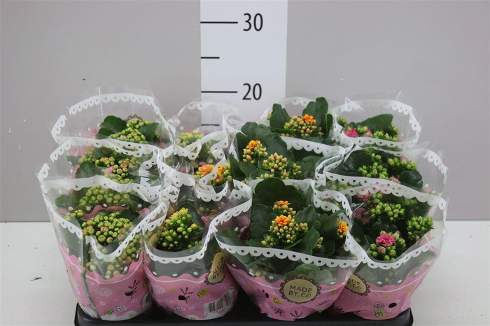 <h4>Kalanchoe Calandiva Mix Special</h4>