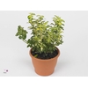 EUONYMUS FO GOL HARL