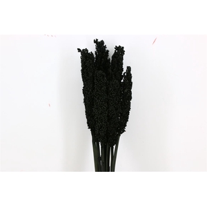 Dried Sorghum 6pc Black Bunch