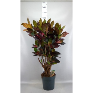 Codiaeum var. KL 'Mrs Iceton'