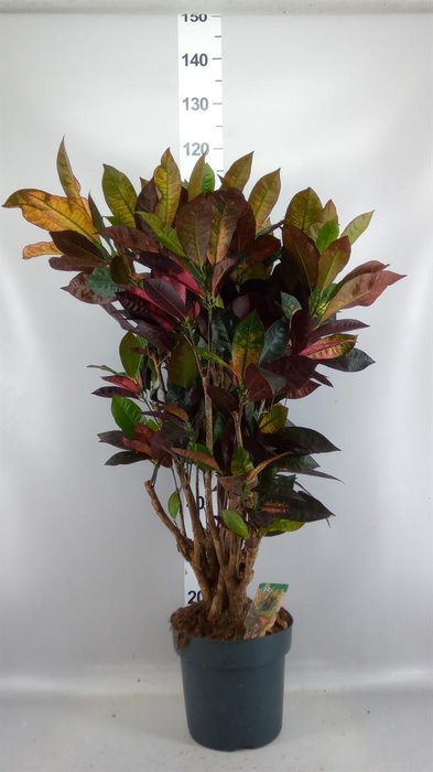 <h4>Codiaeum var. KL 'Mrs Iceton'</h4>